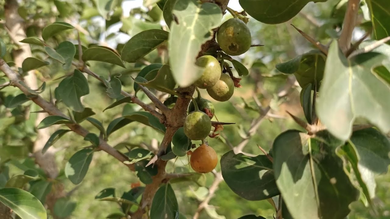 Canthium parvifolium